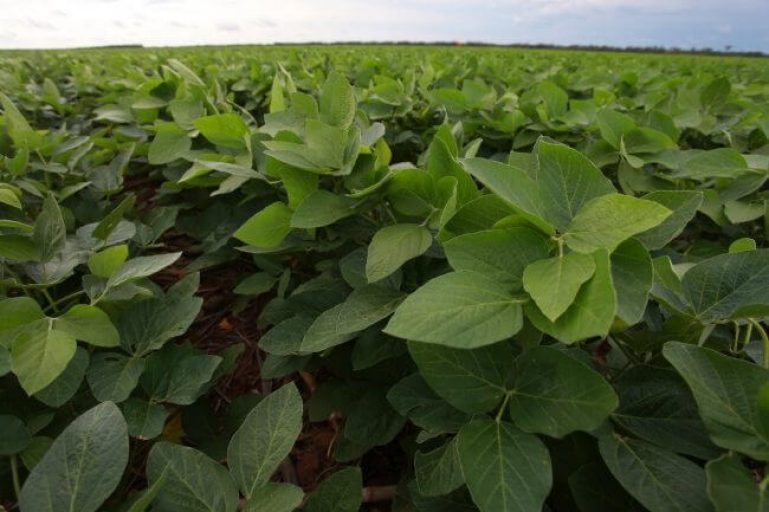 Suspensión del negocio de semillas y biotecnología de soja en la Argentina