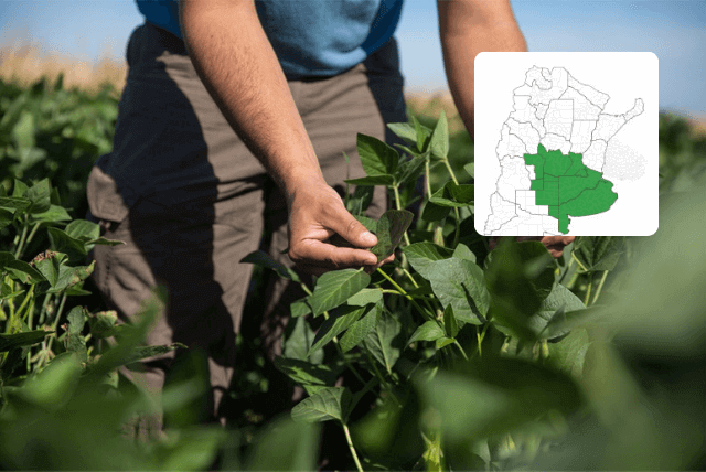 CONOCÉ LAS VARIEDADES ASGROW DE CENTRO Y SUR 
